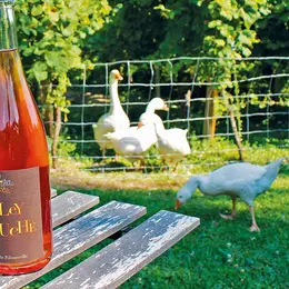 Vins orange d'Alsace : ils ont désormais le droit à l'AOC !