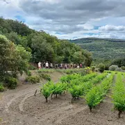 Vins, Vignes Et Terroirs