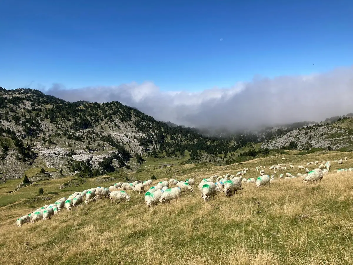 Vis ma vie de berger