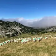 Vis ma vie de berger