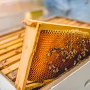 Visite à la Ferme : Abeilles et délices
