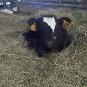 Visite à la ferme de Saint-Juan