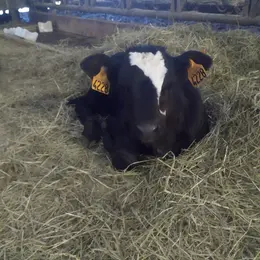 Visite à la ferme de Saint-Juan