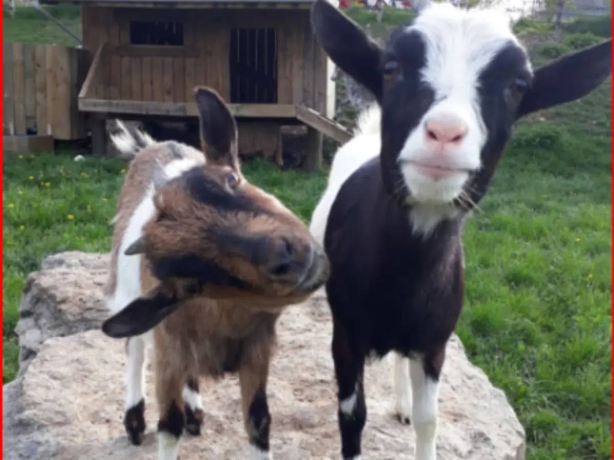 Visite à la ferme du Pichet près de Vittel (88)