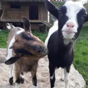 Visite à la ferme du Pichet près de Vittel (88)