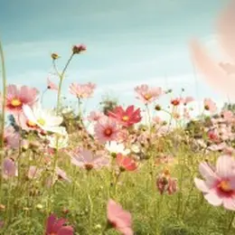 Visite Accompagnée : Secrets Des Fleurs Et Des Plantes