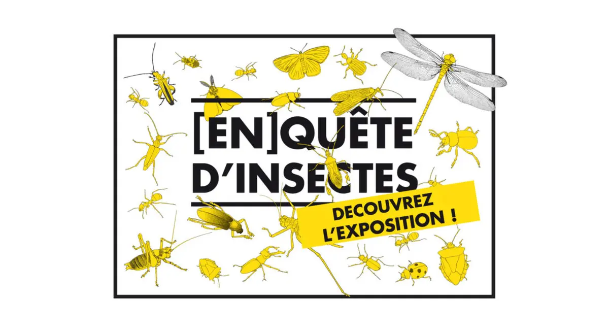 Visite animée de l'exposition En[quête] d’insectes