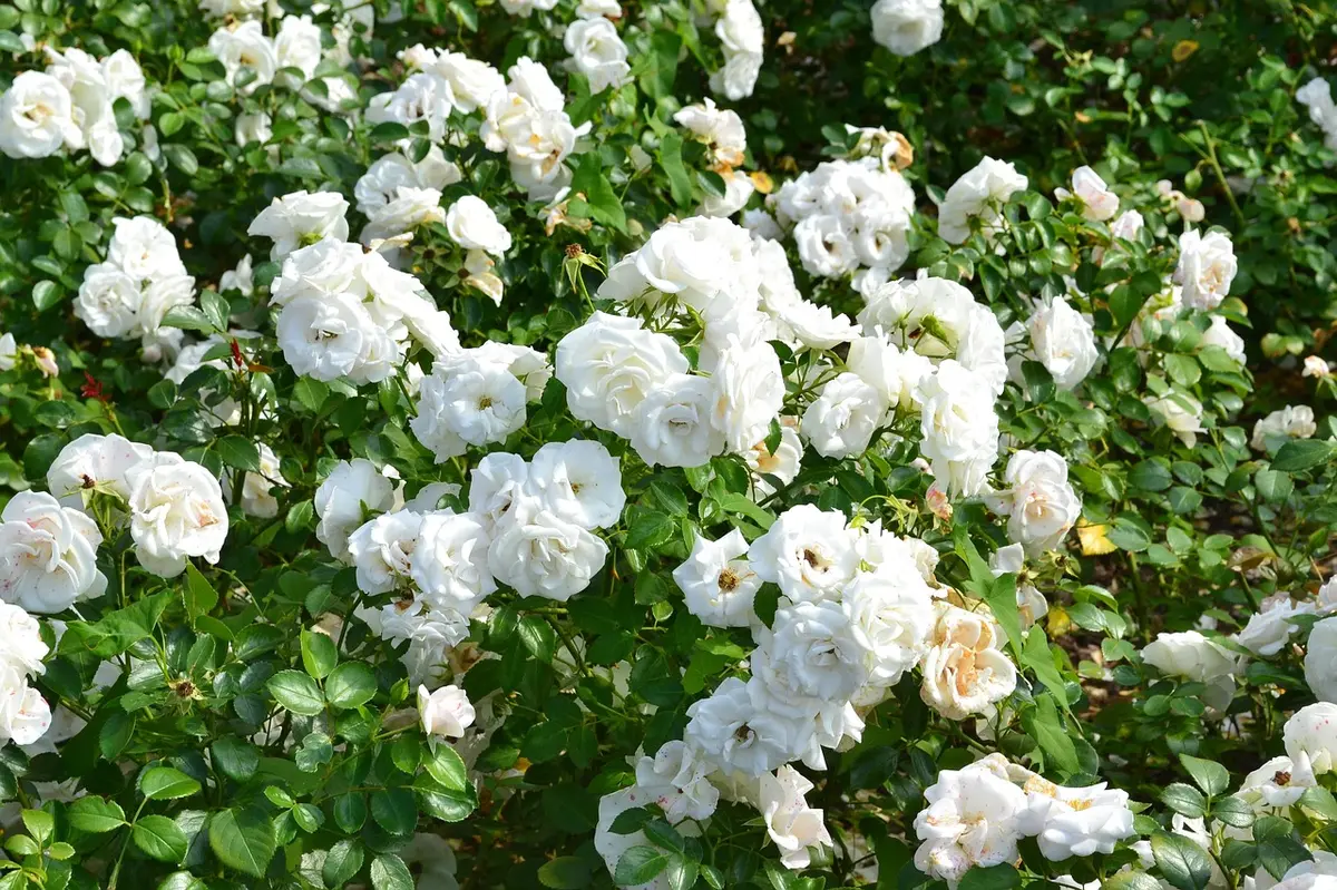 Visite au jardin : Le Teillet, chez Michèle Moreau