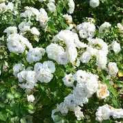 Visite au jardin : Le Teillet, chez Michèle Moreau