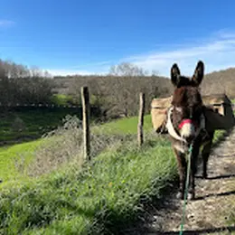 Visite aux ânes
