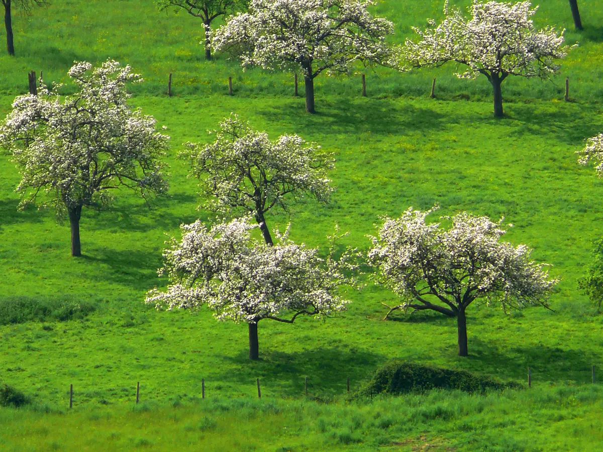 Visite Bio et Local au Manoir d'Apreval