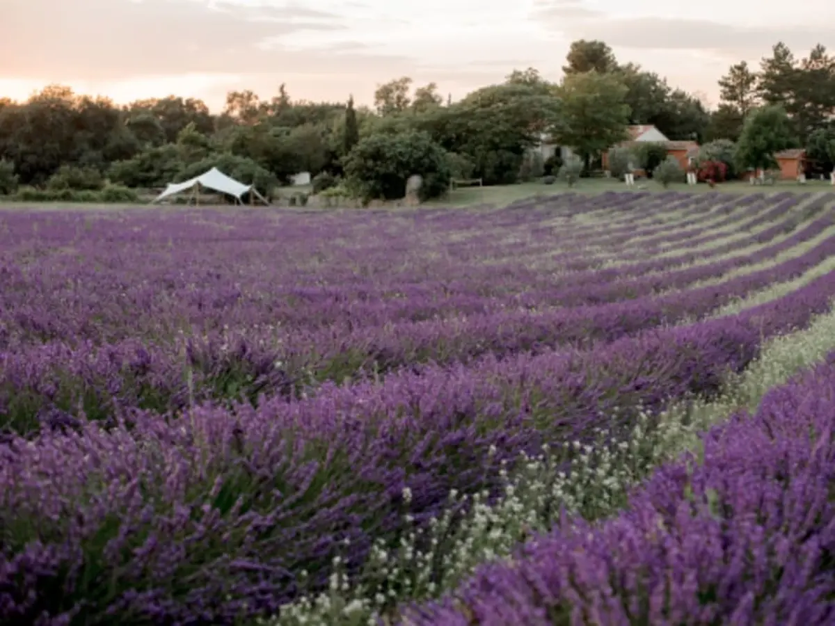 Visite champ de lavande Terre Ugo à Aix-en-Provence (13)