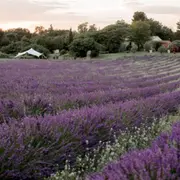 Visite champ de lavande Terre Ugo à Aix-en-Provence (13)