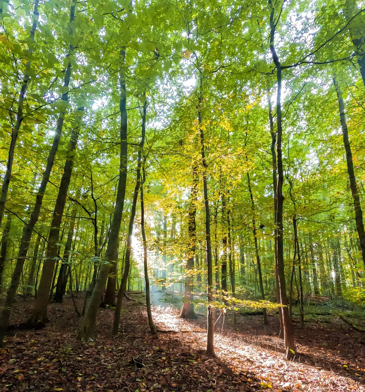 Visite commentée : à la découverte d'une forêt de chênes remarquables