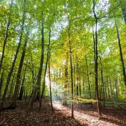Visite commentée : à la découverte d'une forêt de chênes remarquables