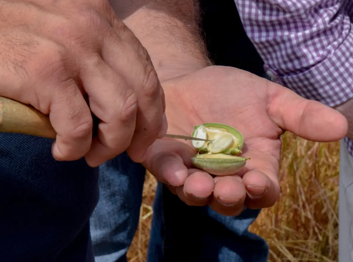 Visite commentée d'une amanderaie du Pithiverais