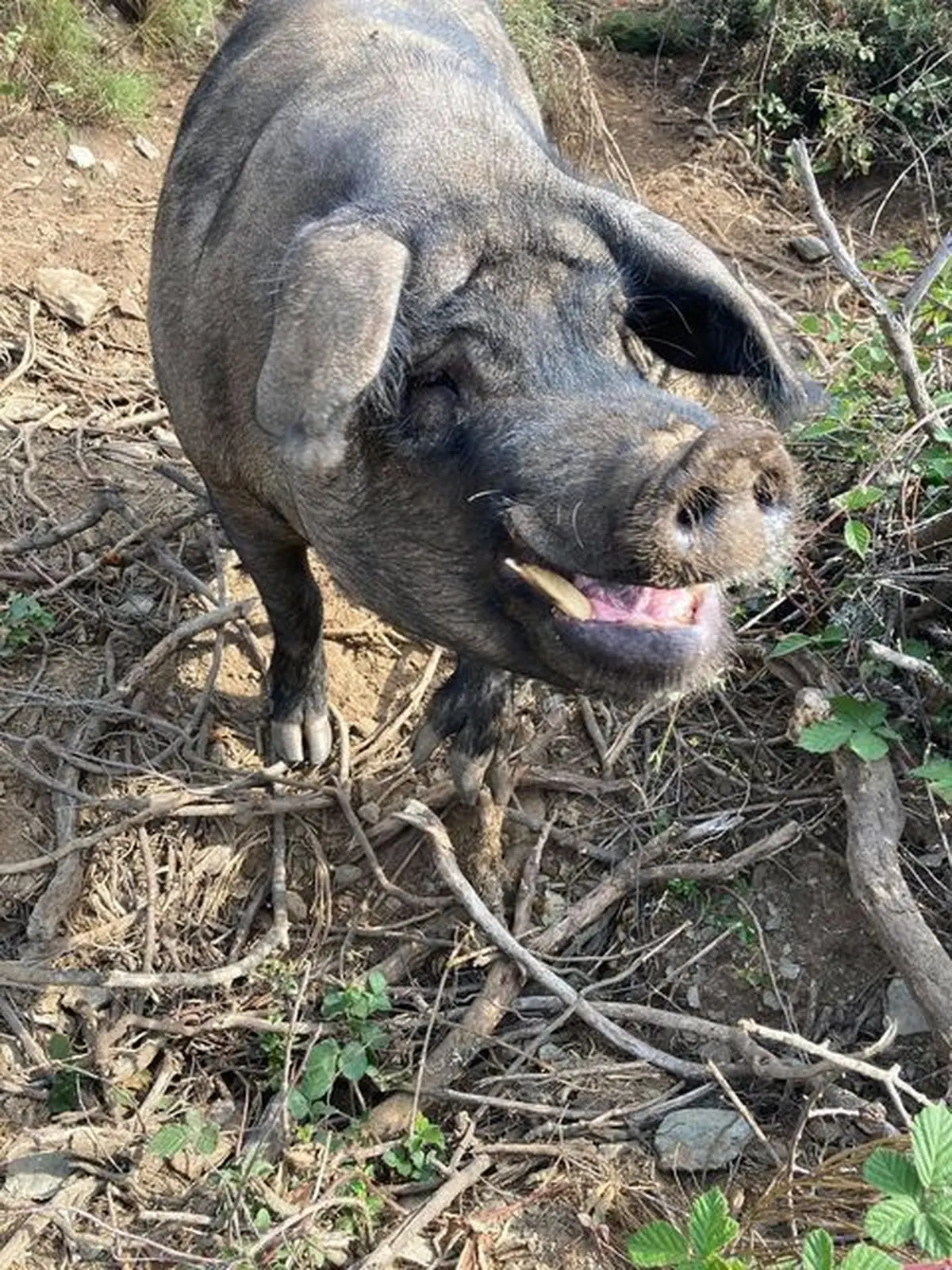 Visite Commentée De La Ferme Du Devès