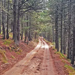 Visite Commentee De La Forêt De La Matte