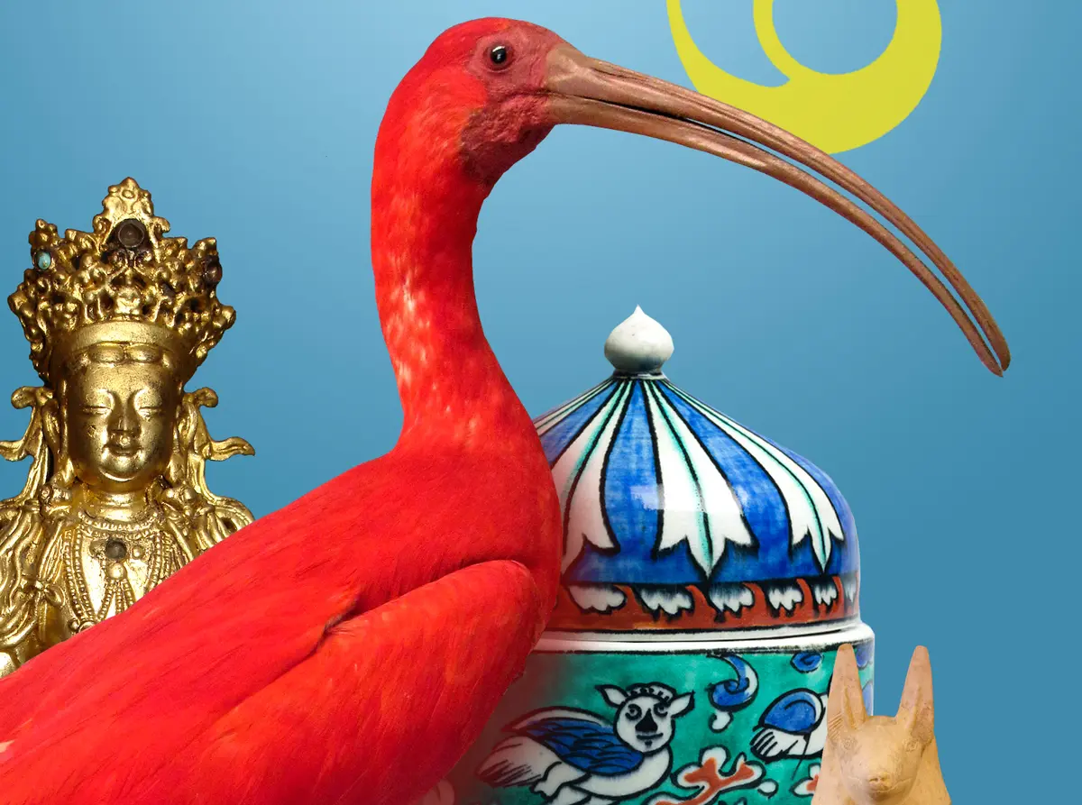 Visite commentée du Musée des Beaux-Arts et d'Histoire Naturelle