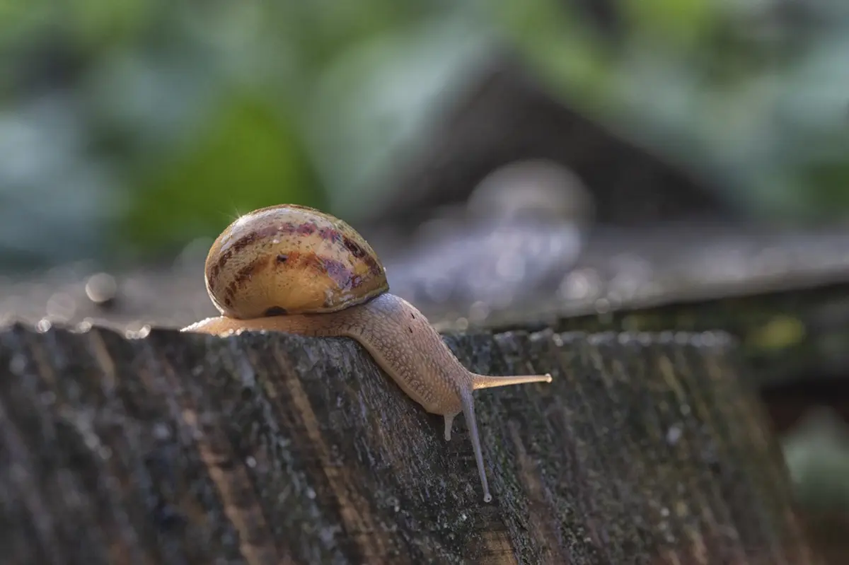 Visite commentée – Elevage d'escargots bio