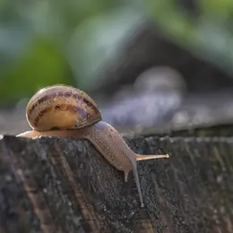 Visite commentée – Elevage d'escargots bio