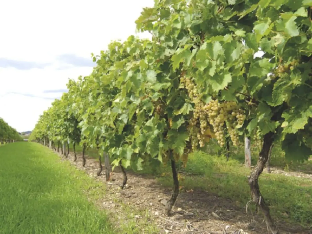 Visite complète et dégustation au Château Montifaud (17)