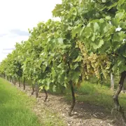 Visite complète et dégustation au Château Montifaud (17)