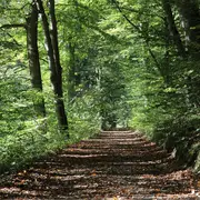 Visite contée : une forêt de chênes remarquables par Daniel de l'association des communes forestières du 64