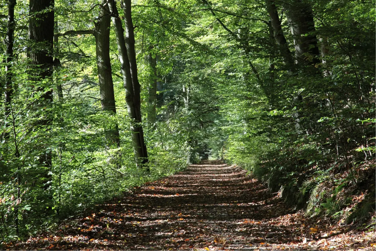 Visite contée : une forêt de chênes remarquables par Daniel de l'association des communes forestières du 64