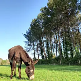 Visite d'Ane Apurna