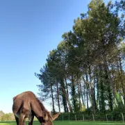 Visite d'Ane Apurna
