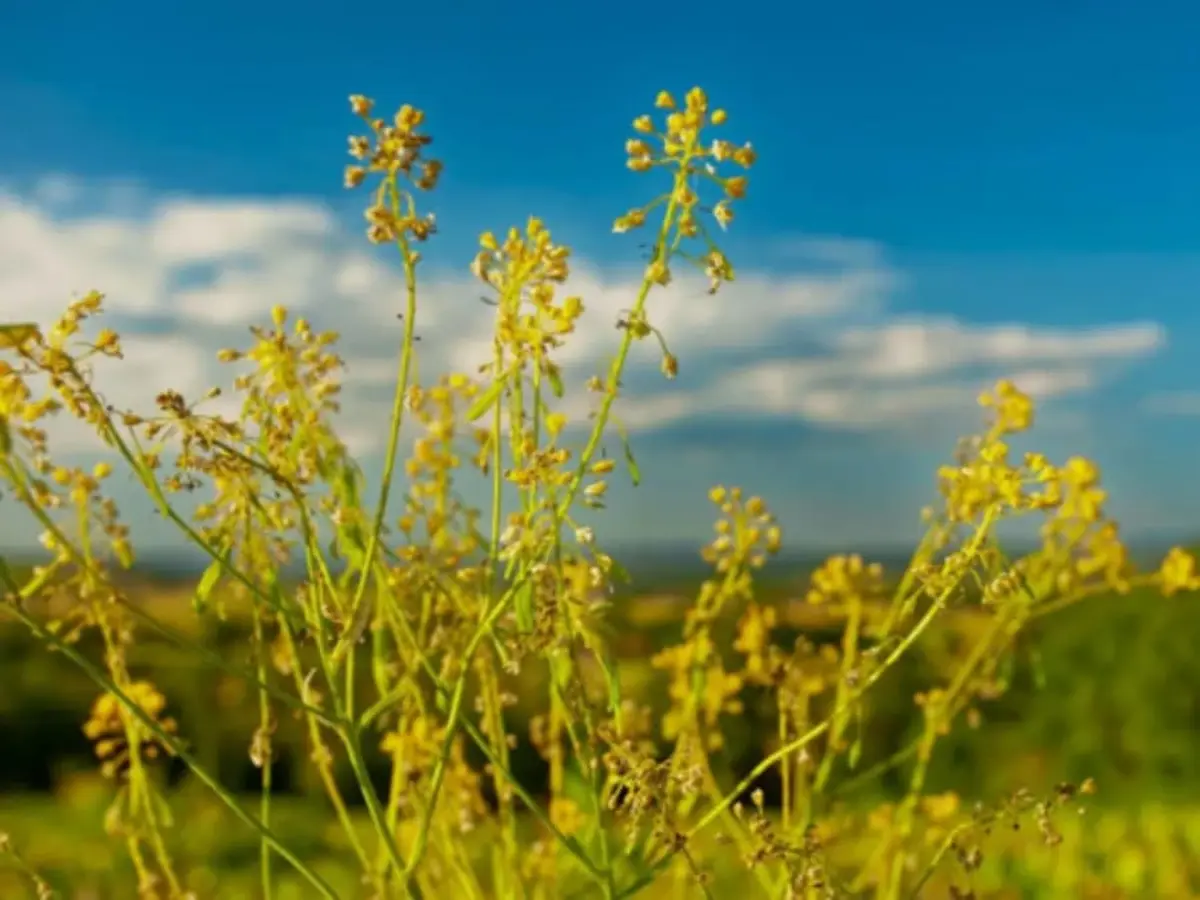 Visite d'un champ de pastel & d'un atelier de teinture (81)