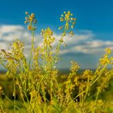 Visite d'un champ de pastel & d'un atelier de teinture (81)