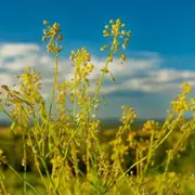 Visite d'un champ de pastel & d'un atelier de teinture (81)