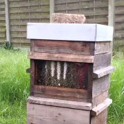Visite d\'un rucher et sa miellerie