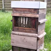 Visite d'un rucher et sa miellerie