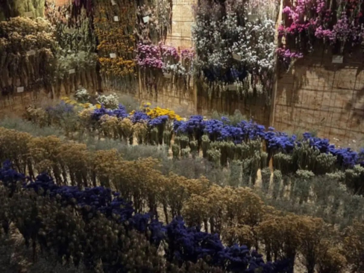 Visite d’un séchoir de fleurs séchées dans le Gers (32)