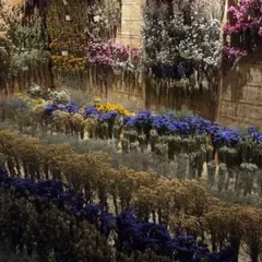 Visite d’un séchoir de fleurs séchées dans le Gers (32)