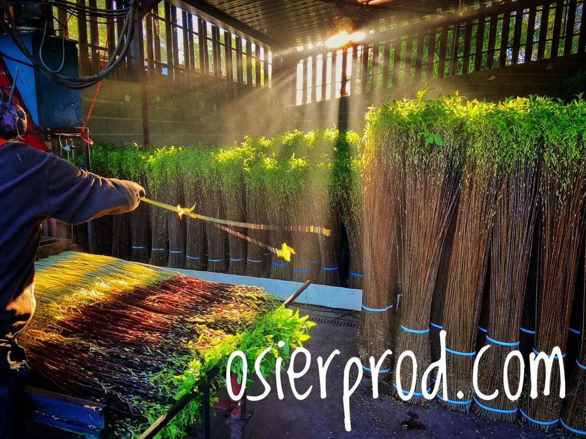 Visite d'une exploitation productrice d'osier la pèlerie