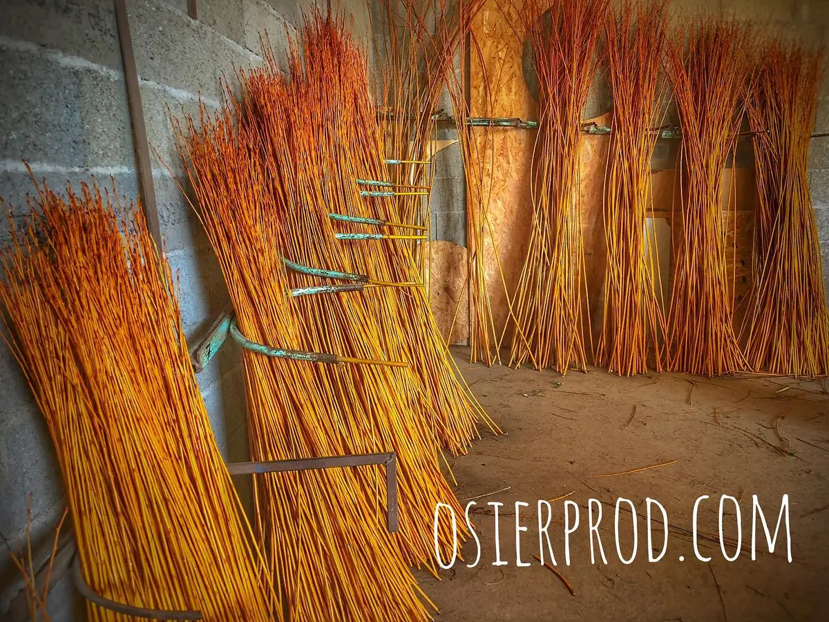 Visite d'une exploitation productrice d'osier la récolte