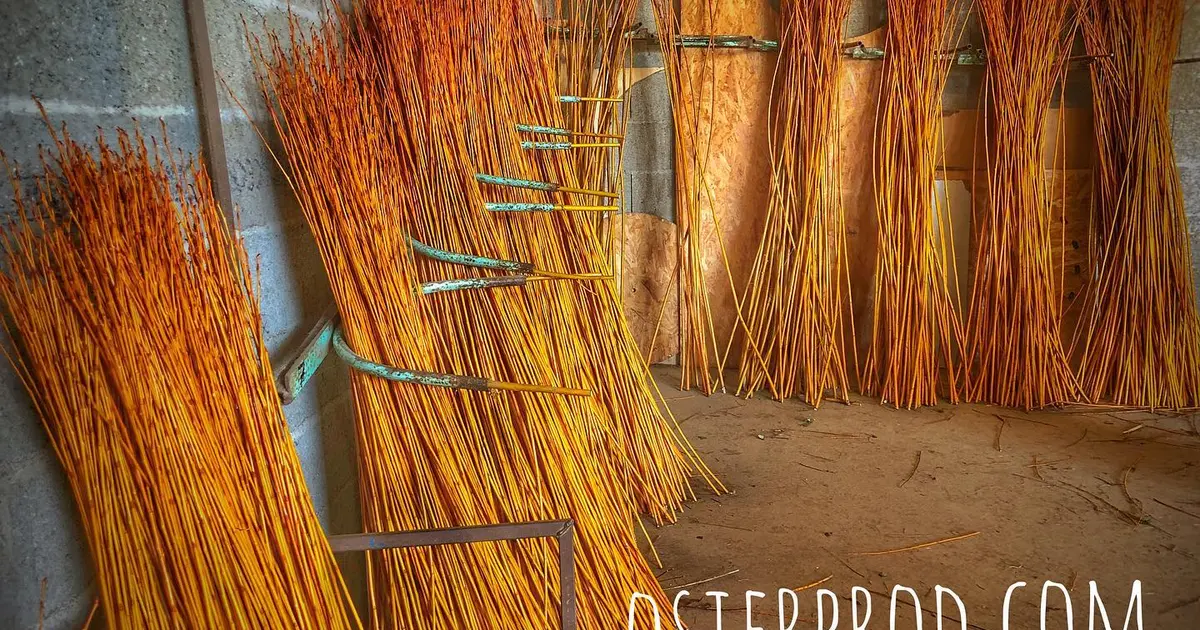 Visite d'une exploitation productrice d'osier "la récolte"