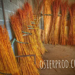 Visite d'une exploitation productrice d'osier la récolte