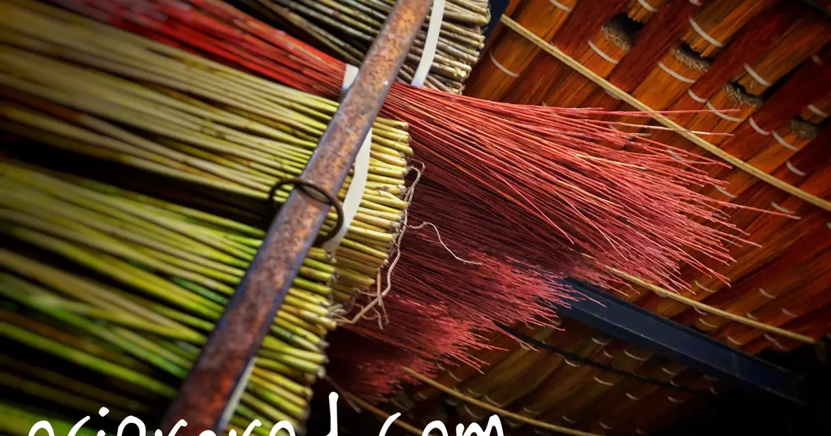 Visite d'une exploitation productrice d'osier "la récolte"