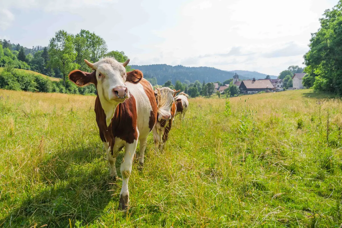 Visite d'une ferme à comté