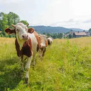 Visite d'une ferme à comté