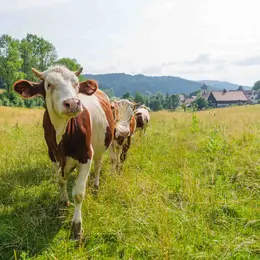 Visite d'une ferme à comté