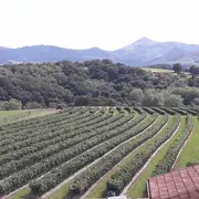 Visite d'une ferme familiale de piment d'Espelette
