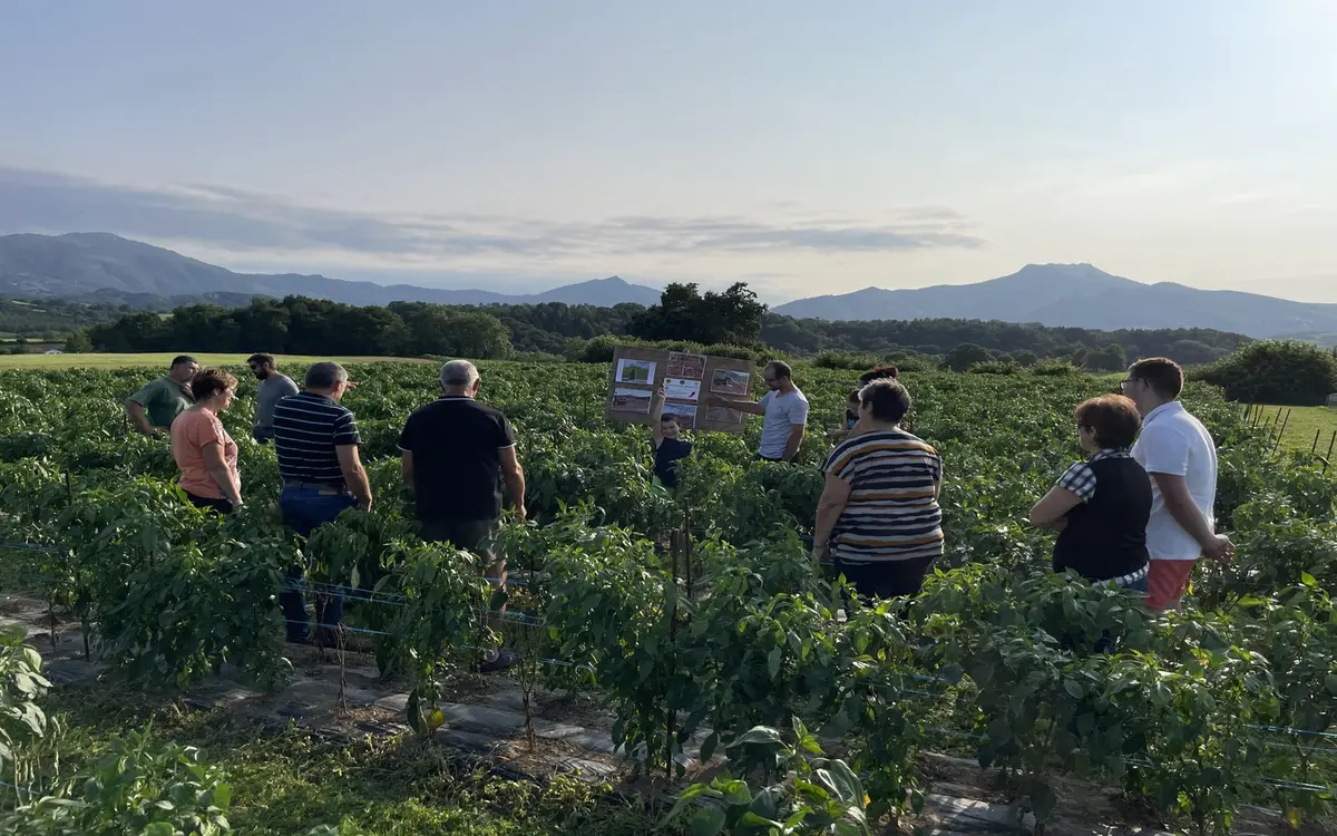 Visite d'une ferme familiale de piment d'Espelette
