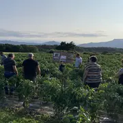 Visite d'une ferme familiale de piment d'Espelette