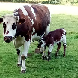 Visite d'une ferme laitiere et cidricole